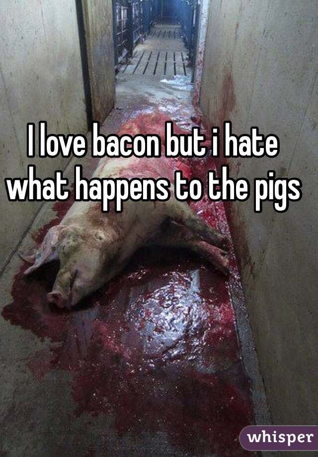 I love bacon but i hate what happens to the pigs