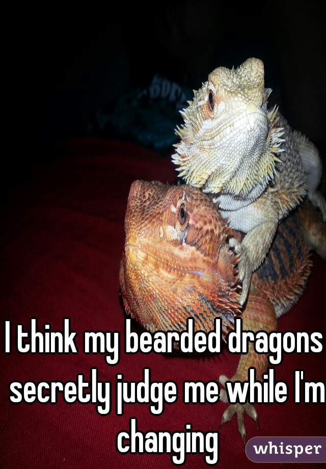 I think my bearded dragons secretly judge me while I'm changing