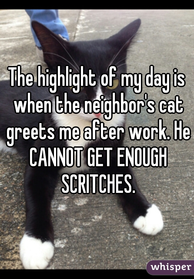 The highlight of my day is when the neighbor's cat greets me after work. He CANNOT GET ENOUGH SCRITCHES.