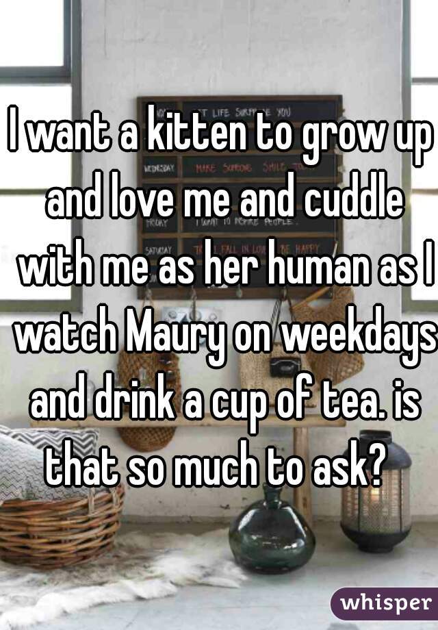 I want a kitten to grow up and love me and cuddle with me as her human as I watch Maury on weekdays and drink a cup of tea. is that so much to ask?  