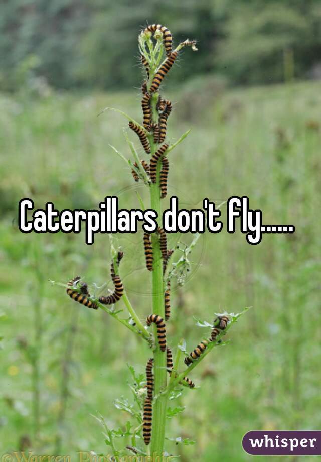 Caterpillars don't fly...... 