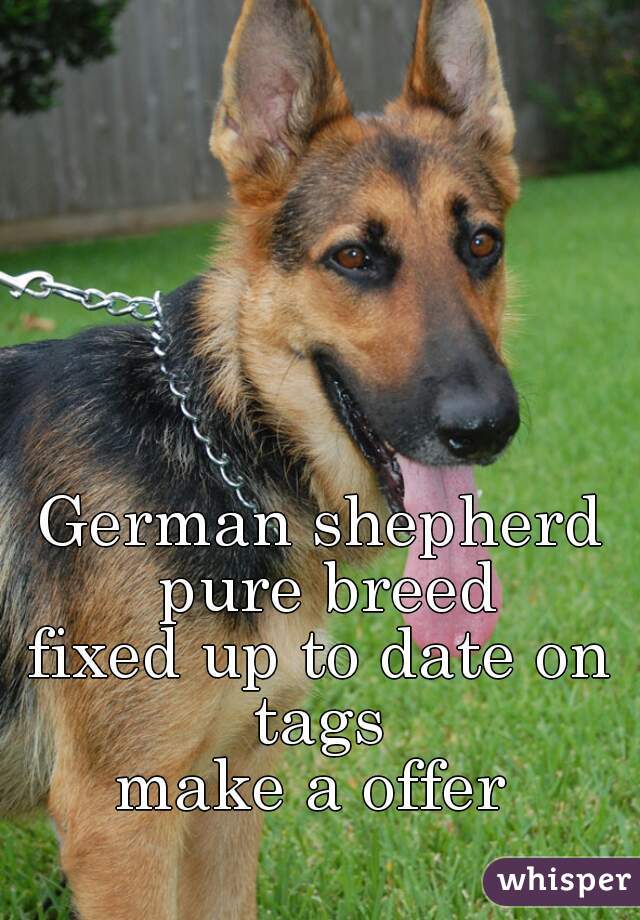 German shepherd pure breed
fixed up to date on tags 
make a offer 
 
