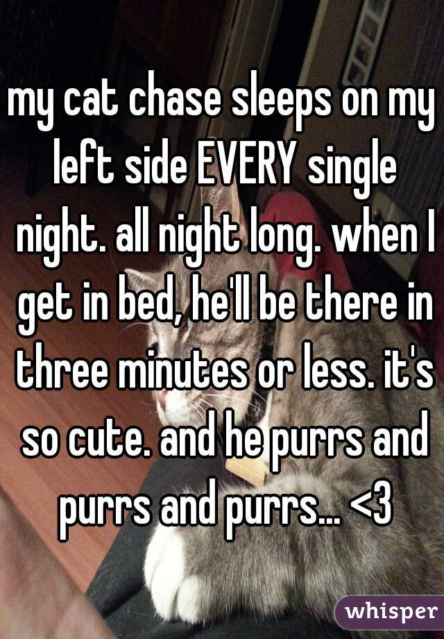 my cat chase sleeps on my left side EVERY single night. all night long. when I get in bed, he'll be there in three minutes or less. it's so cute. and he purrs and purrs and purrs... <3