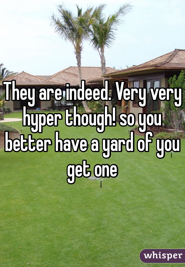 They are indeed. Very very hyper though! so you better have a yard of you get one 