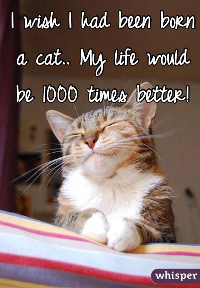 I wish I had been born a cat.. My life would be 1000 times better! 