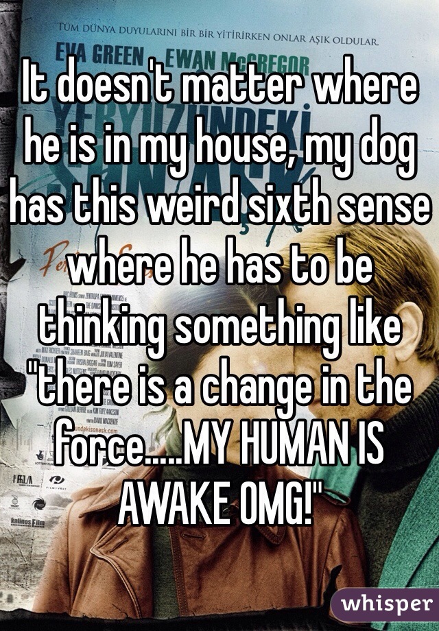 It doesn't matter where he is in my house, my dog has this weird sixth sense where he has to be thinking something like "there is a change in the force.....MY HUMAN IS AWAKE OMG!"