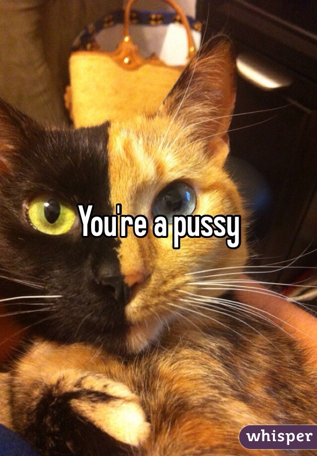 You're a pussy 