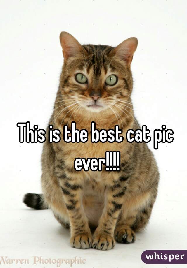 This is the best cat pic ever!!!!