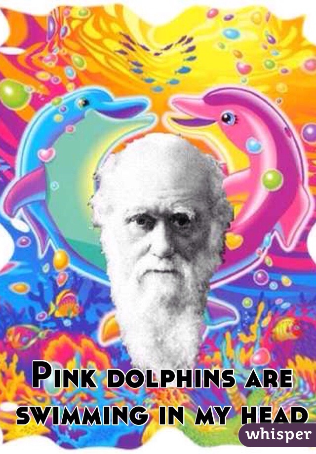 Pink dolphins are swimming in my head 