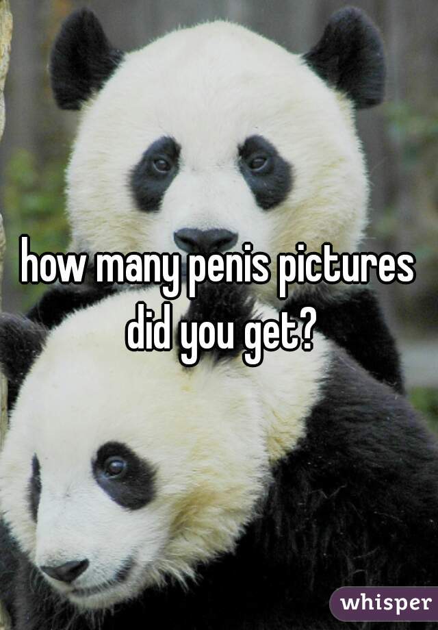 how many penis pictures did you get?