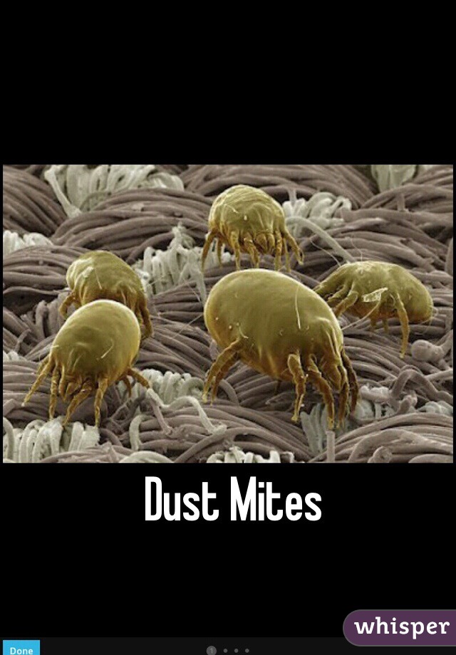 Dust Mites