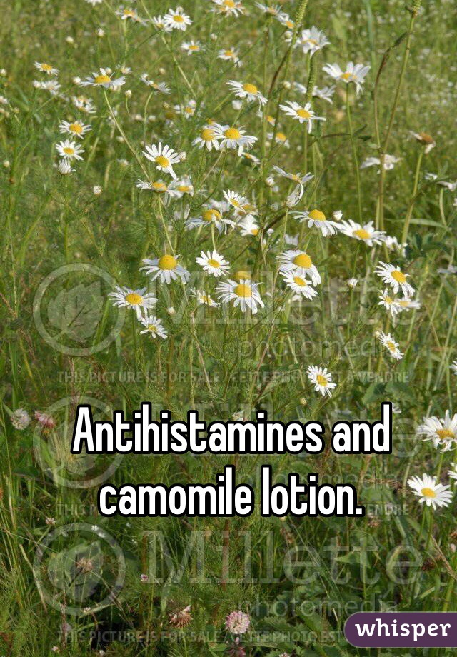 Antihistamines and camomile lotion.  