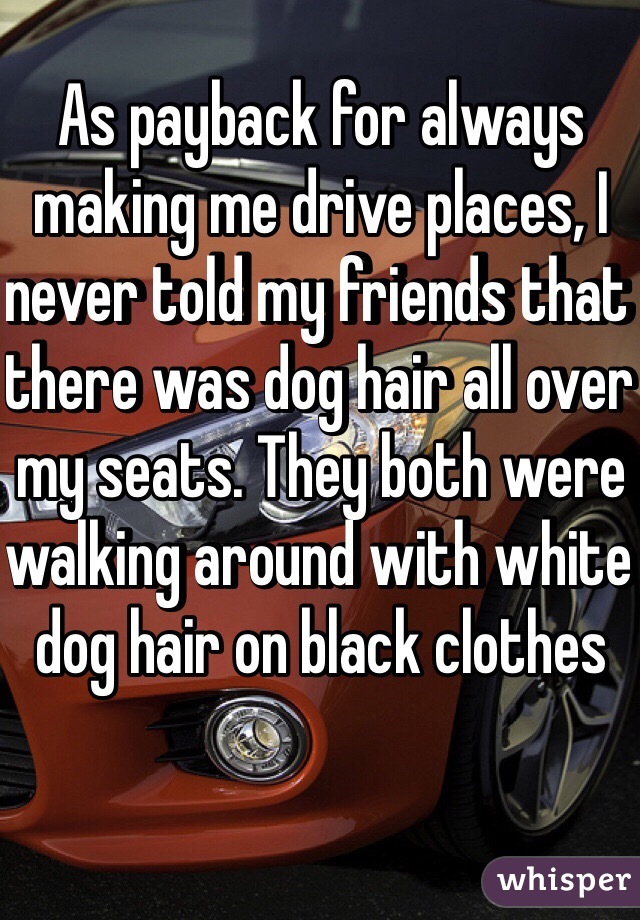 As payback for always making me drive places, I never told my friends that there was dog hair all over my seats. They both were walking around with white dog hair on black clothes