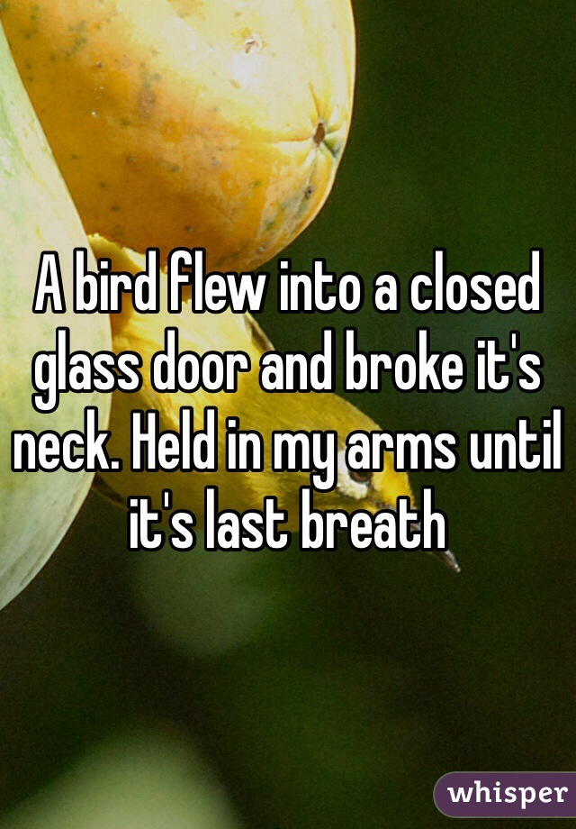 A bird flew into a closed glass door and broke it's neck. Held in my arms until it's last breath