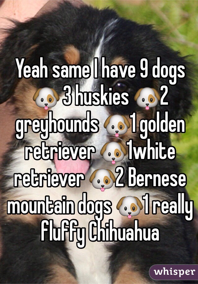 Yeah same I have 9 dogs 🐶 3 huskies 🐶2 greyhounds 🐶1 golden retriever 🐶1white retriever 🐶2 Bernese mountain dogs 🐶1 really fluffy Chihuahua