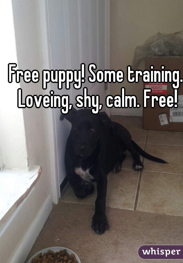 Free puppy! Some training. Loveing, shy, calm. Free!