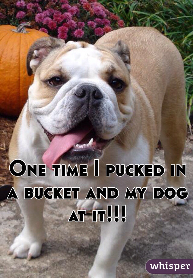 One time I pucked in a bucket and my dog at it!!!