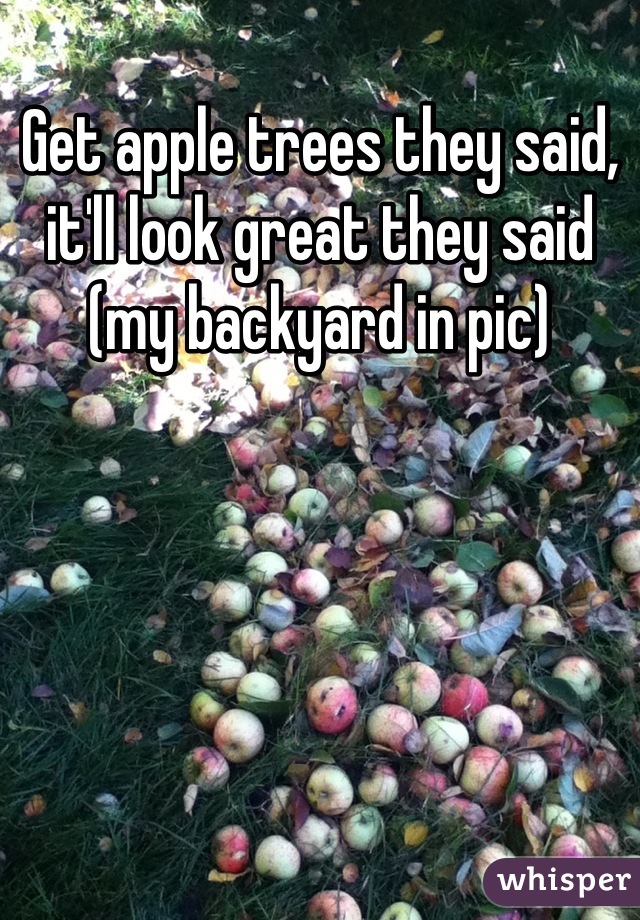 Get apple trees they said, it'll look great they said (my backyard in pic)