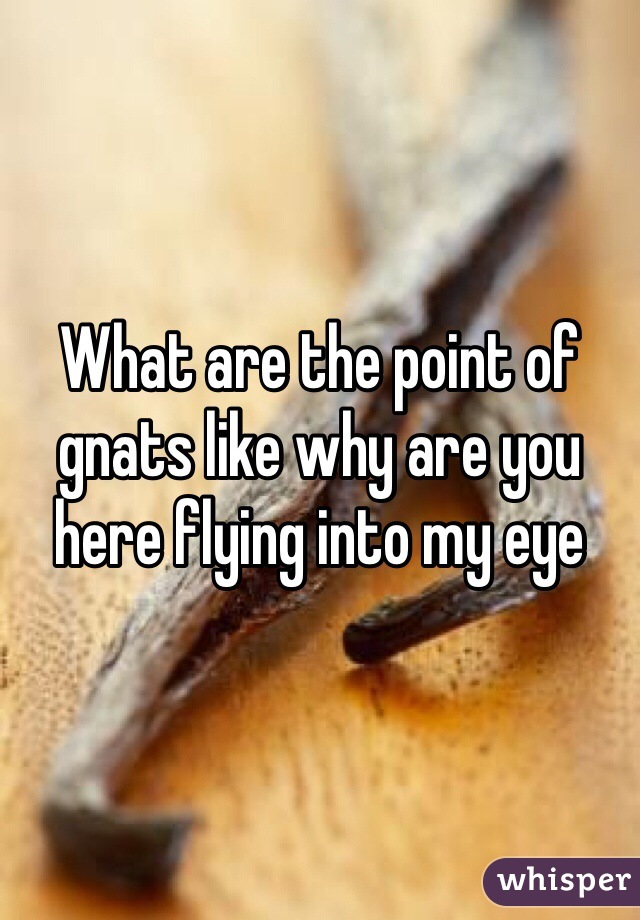 What are the point of gnats like why are you here flying into my eye