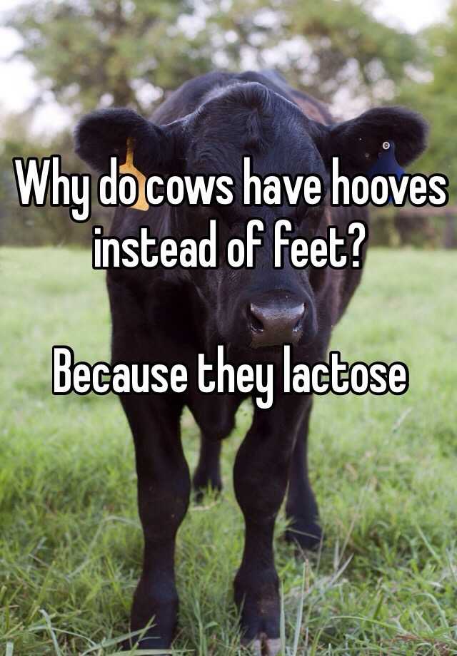 Why do cows have hooves instead of feet? Because they lactose