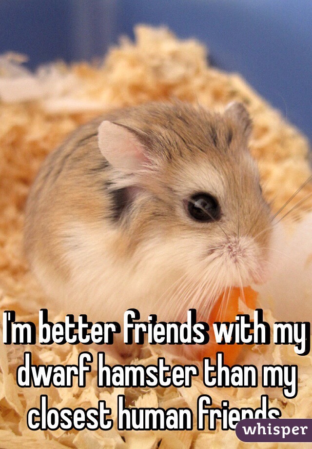 I'm better friends with my dwarf hamster than my closest human friends. 