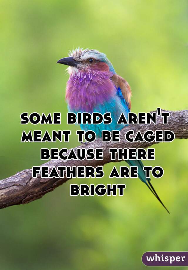 some birds aren't meant to be caged because there feathers are to bright