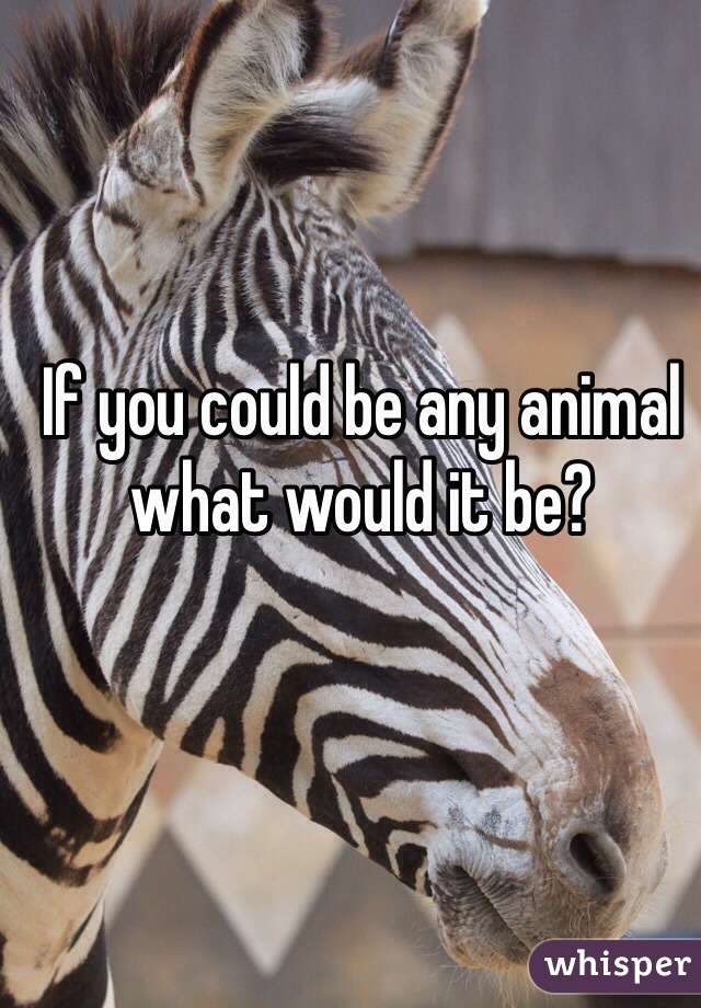 If you could be any animal what would it be?