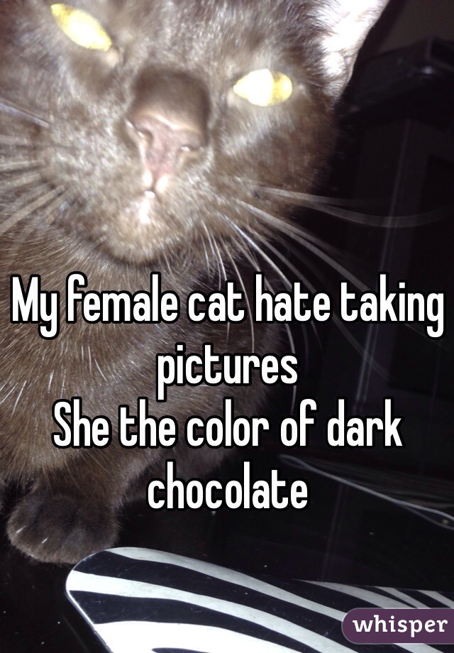 My female cat hate taking pictures 
She the color of dark chocolate 