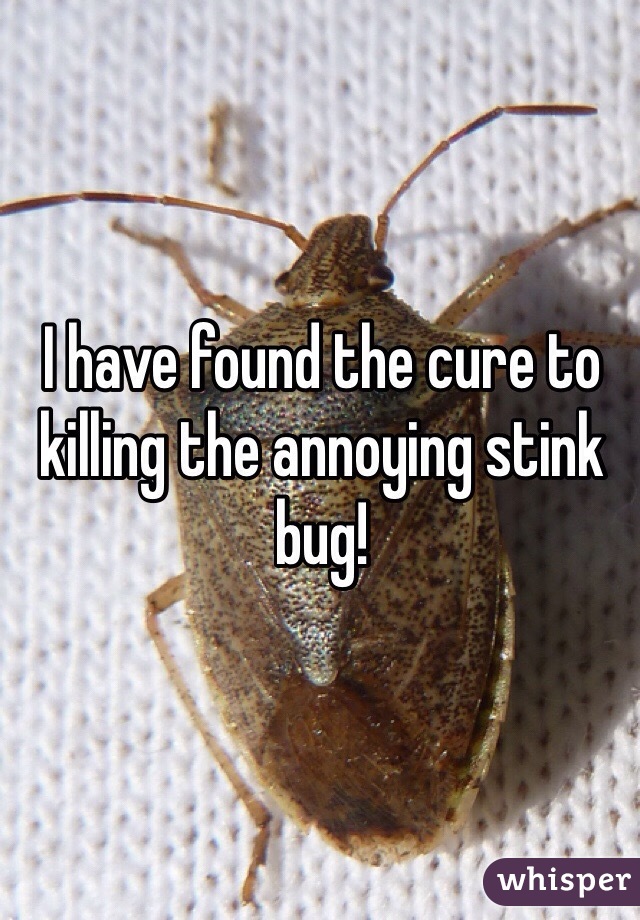 I have found the cure to killing the annoying stink bug! 