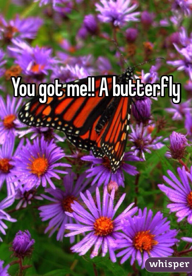 You got me!! A butterfly  