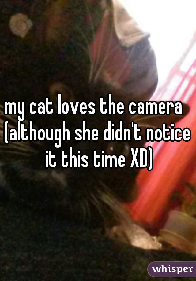 my cat loves the camera  
(although she didn't notice it this time XD)