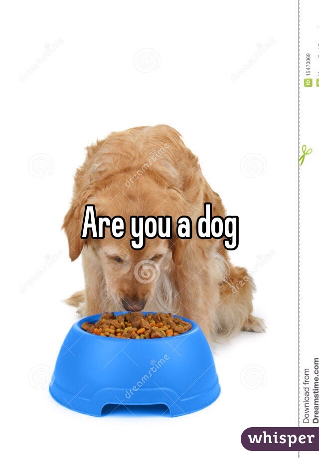 Are you a dog 