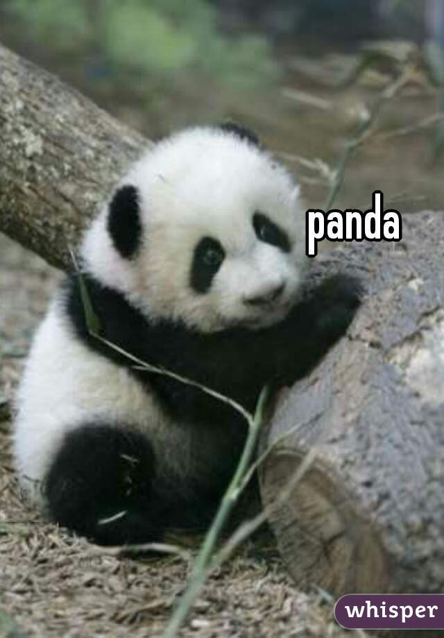 panda 

