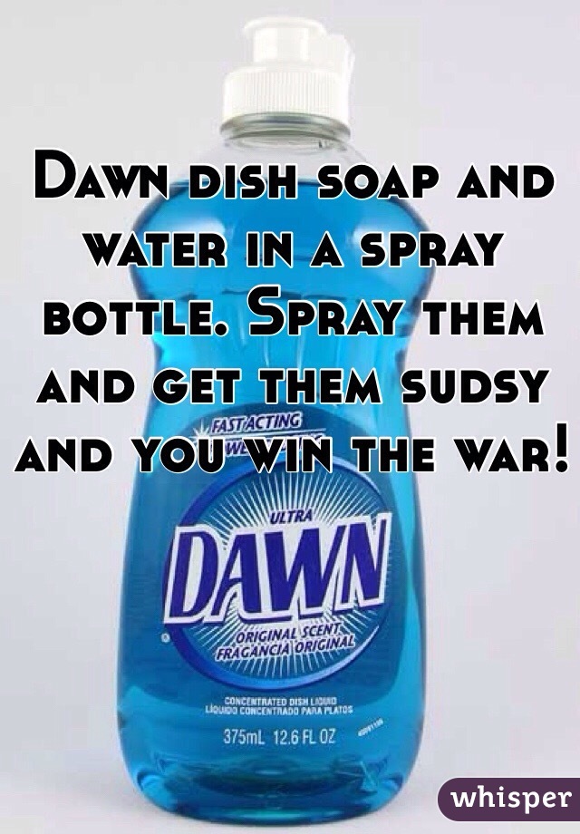 Dawn dish soap and water in a spray bottle. Spray them and get them sudsy and you win the war! 
