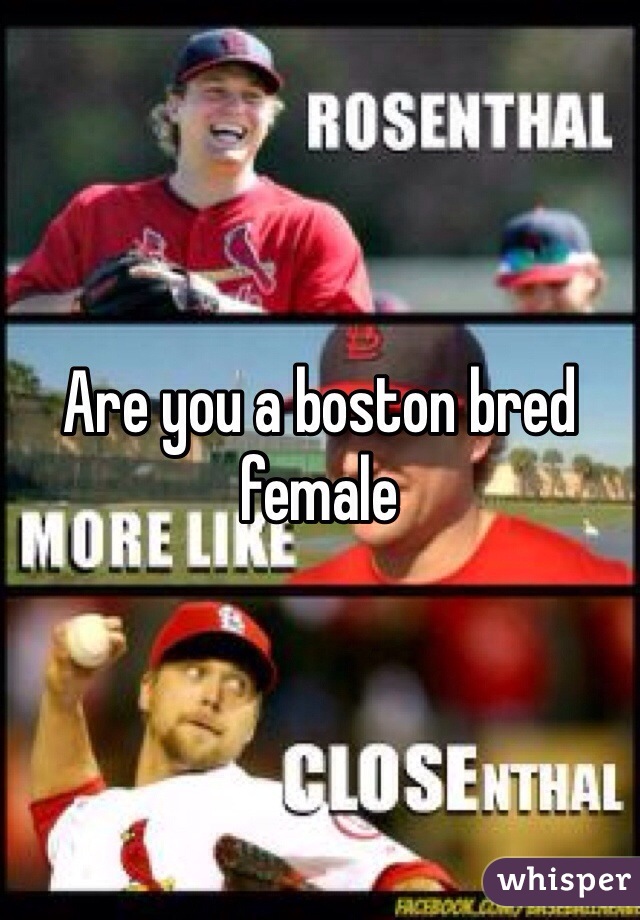 Are you a boston bred female