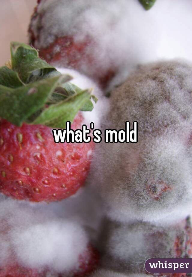 what's mold