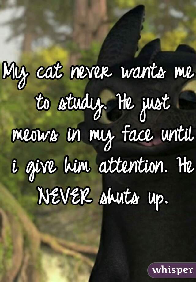 My cat never wants me to study. He just meows in my face until i give him attention. He NEVER shuts up.