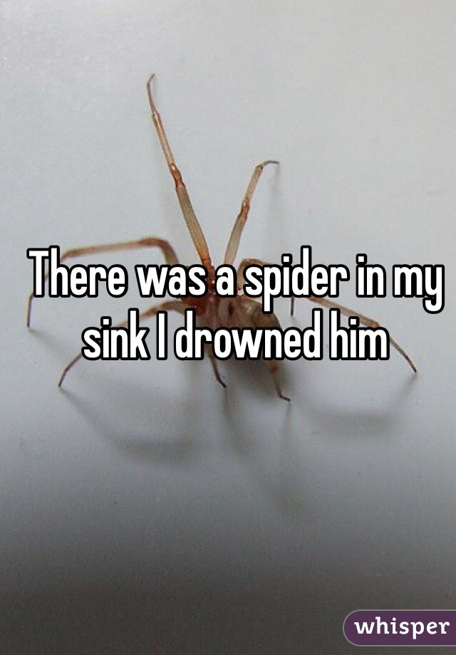 There was a spider in my sink I drowned him