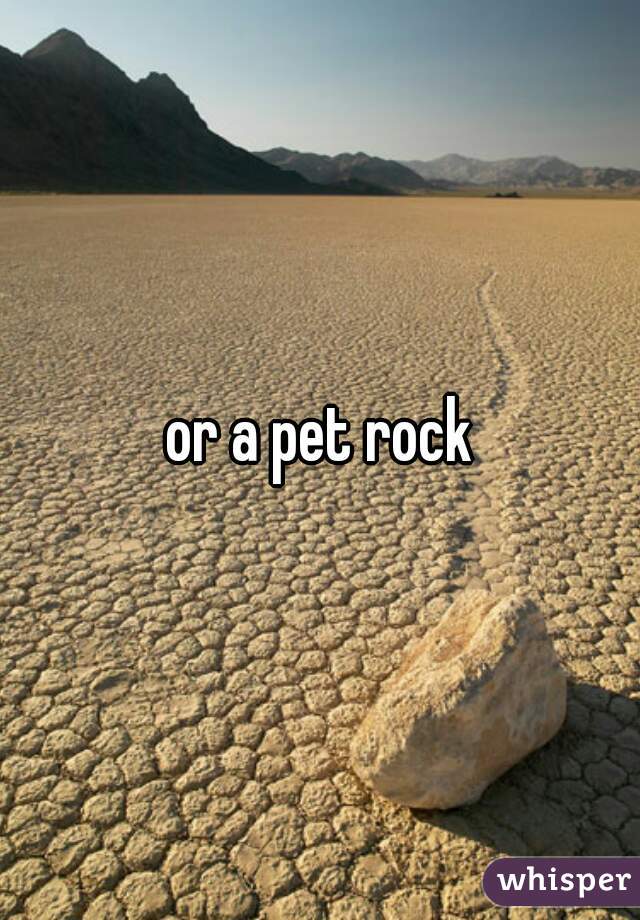 or a pet rock