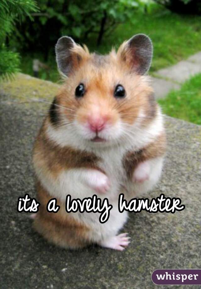 its a lovely hamster
