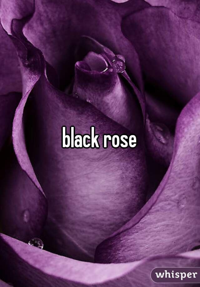 black rose