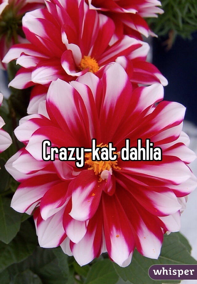 Crazy-kat dahlia