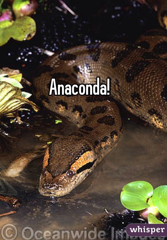 Anaconda!