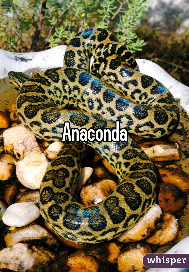 Anaconda