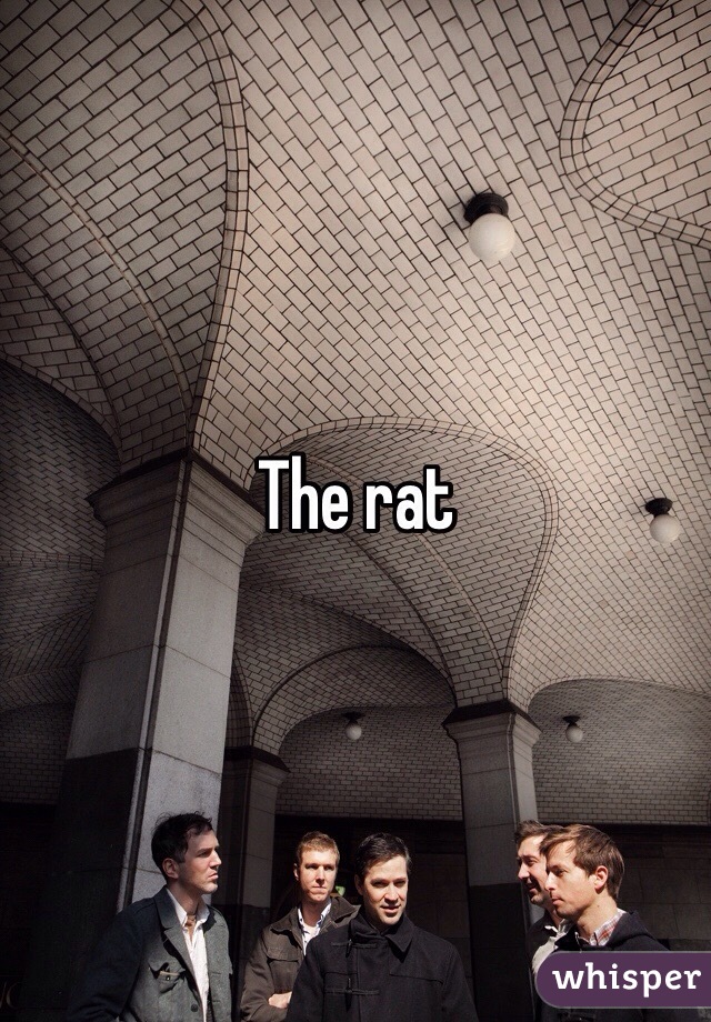 The rat