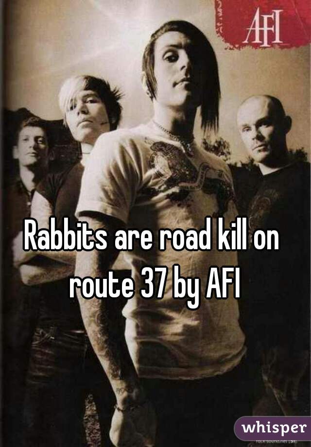 Rabbits are road kill on route 37 by AFI