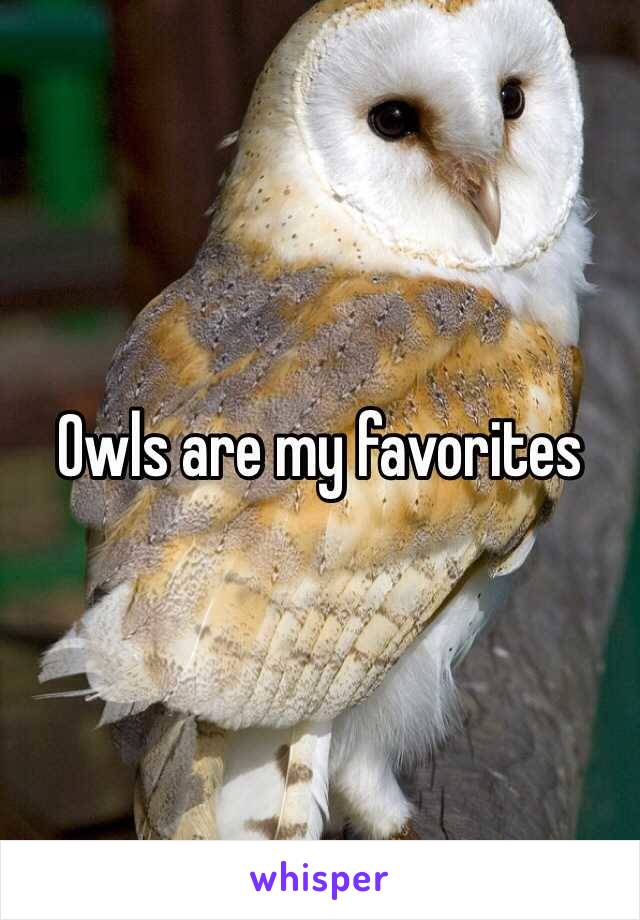 Owls are my favorites