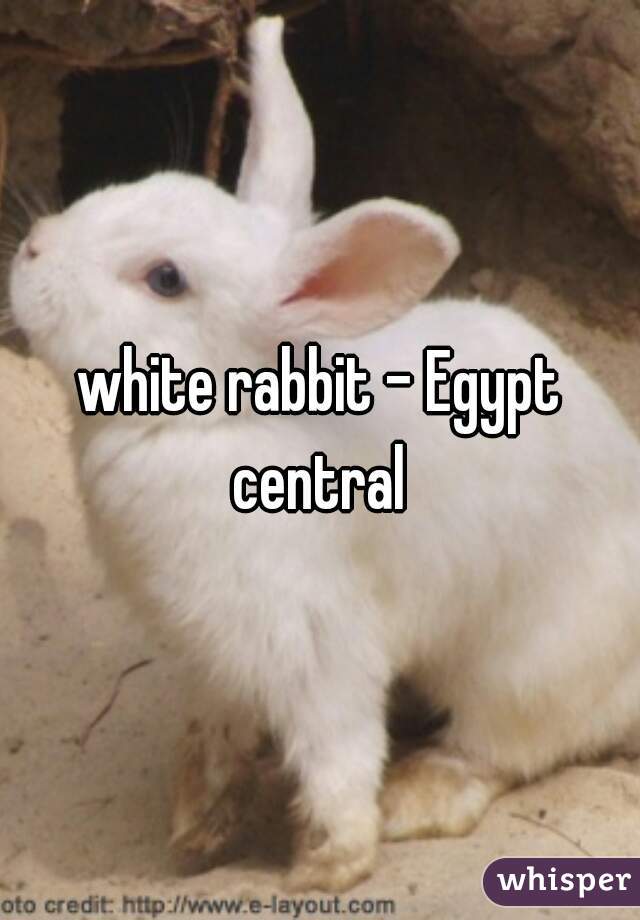 white rabbit - Egypt central 