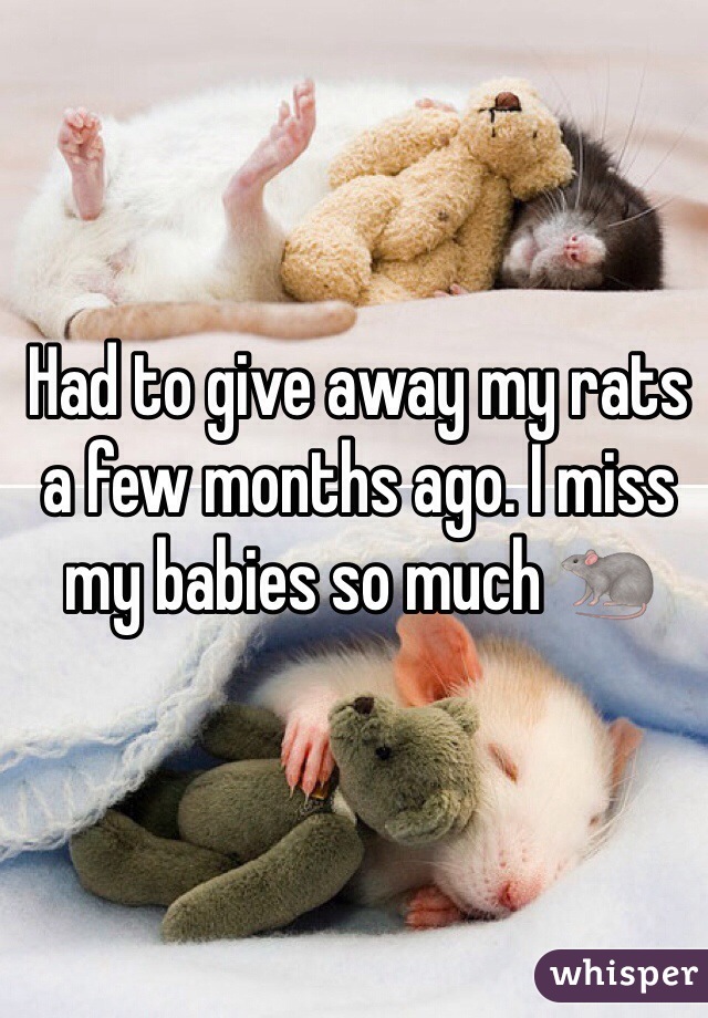 Had to give away my rats a few months ago. I miss my babies so much 🐀