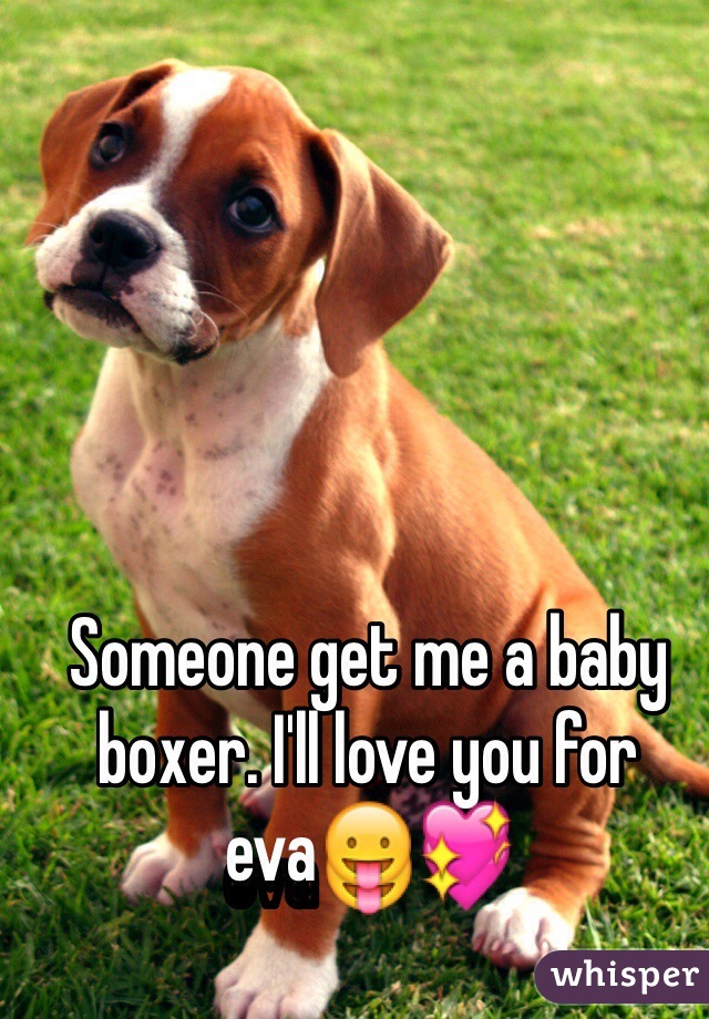 Someone get me a baby boxer. I'll love you for eva😛💖